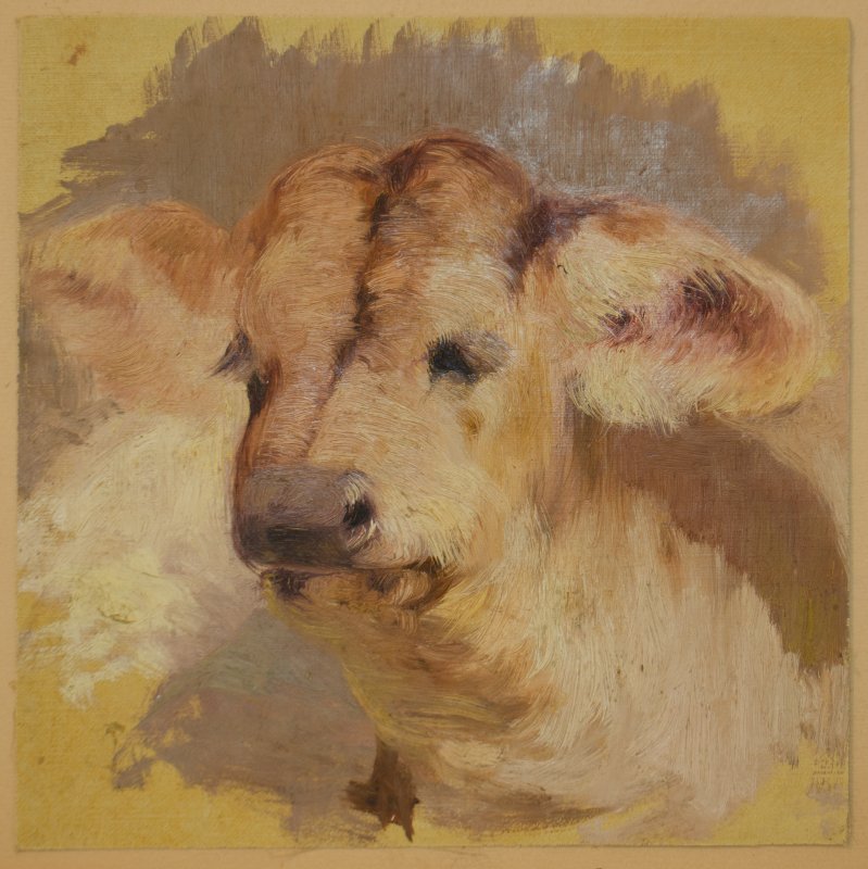 1901 - Testa di vitello